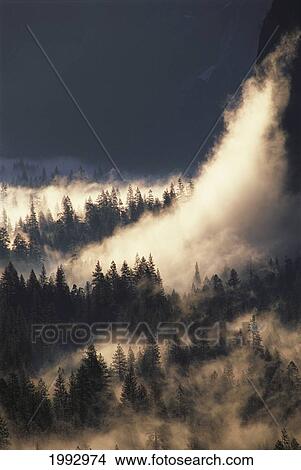 California, Yosemite National Park, Ground Fog And Pine Trees In Yosemite Valley. View Large Photo Image Picture - California, Yosemite National Park, Ground Fog And Pine Trees In Yosemite Valley.. Fotosearch