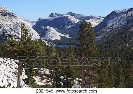 California, Yosemite National Park, View Of Tenaya Lake From Tioga Road. View Large Photo Image Stock Photography - California, Yosemite National Park, View Of Tenaya Lake From Tioga Road.. Fotosearch