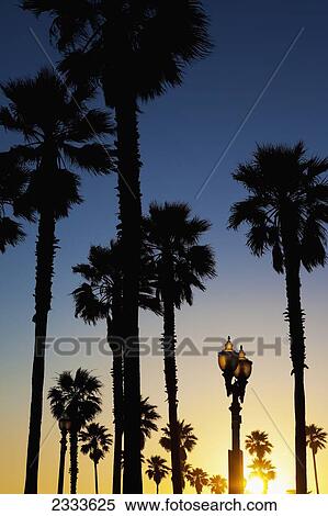 Stock Photography - Californian Sunset Over Lamp Post And Palm Trees; California, United States Of America. Fotosearch