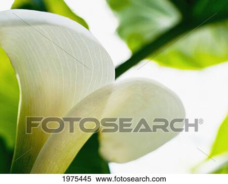 Stock Photography - Calla Lily, Extreme Close-Up Of Large White Petal, View From Below.. Fotosearch