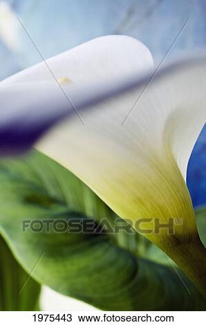 Stock Image - Calla Lily, Extreme Close-Up, View From Side.. Fotosearch
