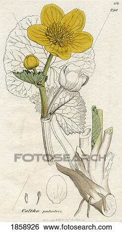 Stock Photograph - Caltha Palustris-Marsh Marigold, 1798 Print By James Sowerby (1757-1822) British Botanical Artist. From The Book English Botany By Sir James Edward Smith With Illustrations By James Sowerby, Published C. 1790-1810.. Fotosearch