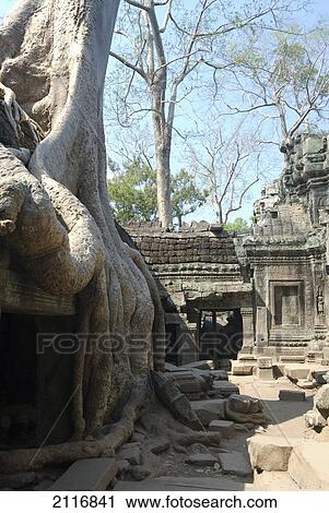 Stock Image - Cambodia, Siem Reap, Angkor Archaeological Park, Ta Prohm, Tree roots and rubble surround old building.. Fotosearch