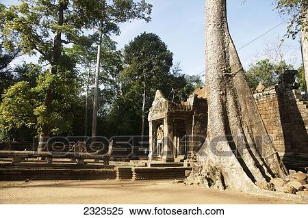 Cambodia, Ta Prohm Temple; Angkor Wat View Large Photo Image Stock Photography - Cambodia, Ta Prohm Temple; Angkor Wat. Fotosearch