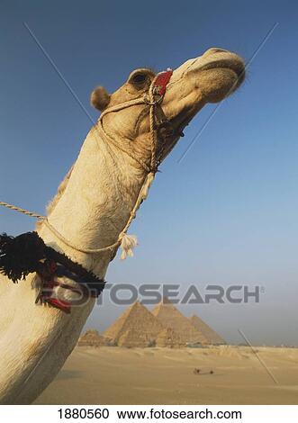 Stock Image - Camel And Great Pyramids Of Giza. Fotosearch