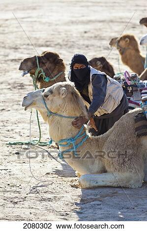 Stock Image - Camel Driver And Camels In Desert; Zaafrane, Tunisia, North Africa. Fotosearch