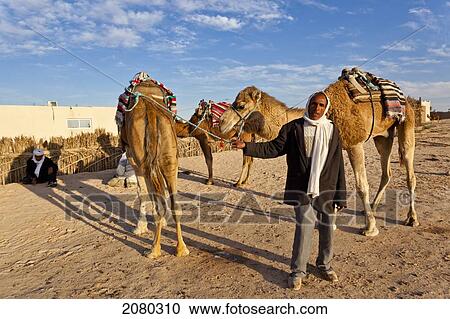 Camel Driver And Camels In Desert; Zaafrane, Tunisia, North Africa View Large Photo Image Stock Image - Camel Driver And Camels In Desert; Zaafrane, Tunisia, North Africa. Fotosearch