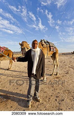 Stock Photo - Camel Driver And Camels In Desert; Zaafrane, Tunisia, North Africa. Fotosearch