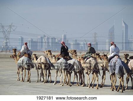 Stock Image - Camel Hearders. Fotosearch