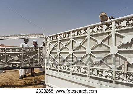 Stock Photo - Camel In Back Of Pick-Up In Camel Market; Al Ain, Abu Dhabi, United Arab Emirates. Fotosearch