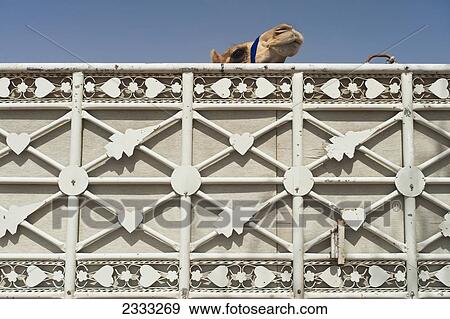 Stock Photo - Camel In Back Of Pick-Up In Camel Market; Al Ain, Abu Dhabi, United Arab Emirates. Fotosearch