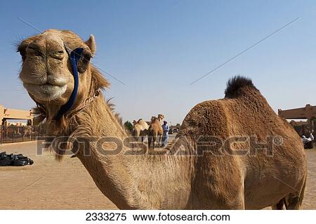 Stock Photography - Camel In Camel Market, Close-Up; Al Ain, Abu Dhabi, United Arab Emirates. Fotosearch