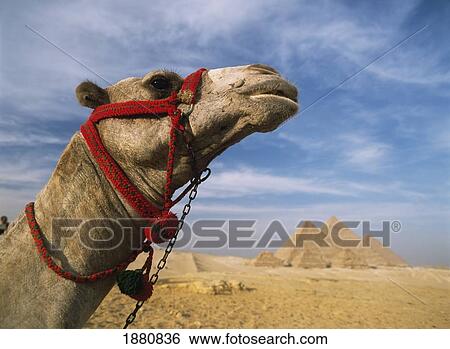 Stock Photograph - Camel In Front Of Great Pyramids Of Giza. Fotosearch