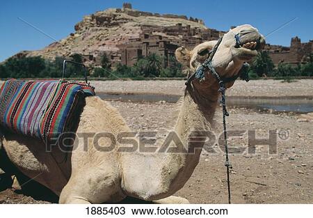 Camel In Front Of Moroccan Village View Large Photo Image Stock Image - Camel In Front Of Moroccan Village. Fotosearch
