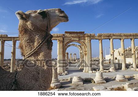 Picture - Camel In Front Of Ruins. Fotosearch