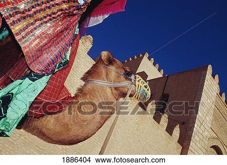 Picture - Camel In Front Of Walls, Kairouan. Fotosearch
