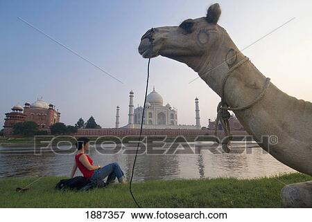 Camel In Front Of Woman Sitting On Rucksack Admiring The Taj Mahal View Large Photo Image Stock Photo - Camel In Front Of Woman Sitting On Rucksack Admiring The Taj Mahal. Fotosearch