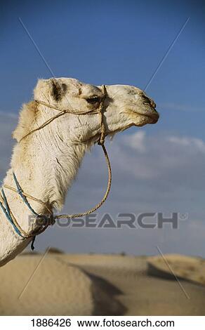 Camel In Sahara Desert On Trekking From Douz, Close Up View Large Photo Image Stock Photograph - Camel In Sahara Desert On Trekking From Douz, Close Up. Fotosearch