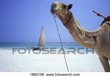 Camel On Beach With Dhow In Background View Large Photo Image Stock Photograph - Camel On Beach With Dhow In Background. Fotosearch