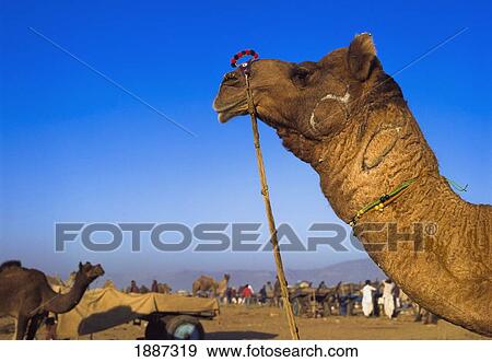 Camel On Pushkar Fair, Close-Up Head View Large Photo Image Stock Photo - Camel On Pushkar Fair, Close-Up Head. Fotosearch