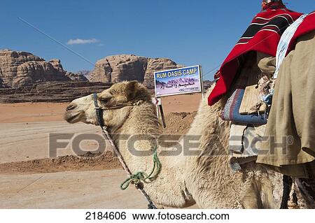 Stock Photograph - Camel Outside The Rum Oasis Camp, Wadi Rum, Jordan, Middle East. Fotosearch
