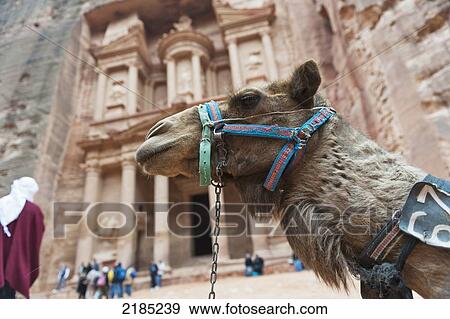 Stock Photo - Camel Resting In Front Of The Temple Or Treasury, Al Khazneh In Petra, Jordan, Middle East. Fotosearch