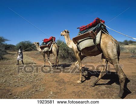 Camel Treking View Large Photo Image Stock Image - Camel Treking. Fotosearch