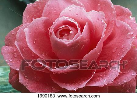 Camellia Pink Open Blossom With Water Droplets Close-Up View Large Photo Image Stock Image - Camellia Pink Open Blossom With Water Droplets Close-Up. Fotosearch
