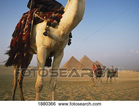 Camels And Great Pyramids Of Giza View Large Photo Image Stock Photograph - Camels And Great Pyramids Of Giza. Fotosearch