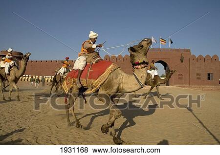 Stock Photo - Camels and jockeys racing in the Camel Derby, Osian Camel Camp, Osian, Rajasthan, India., Osian, Rajasthan, India.. Fotosearch