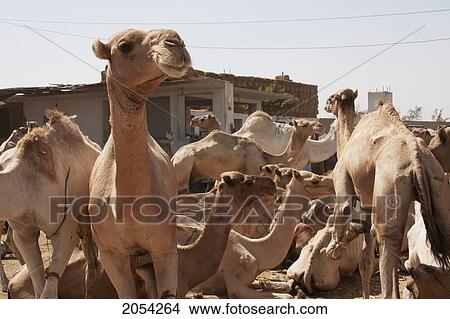 Picture - Camels For Sale At The Camel Market, Birqash, Al Jizah, Egypt. Fotosearch