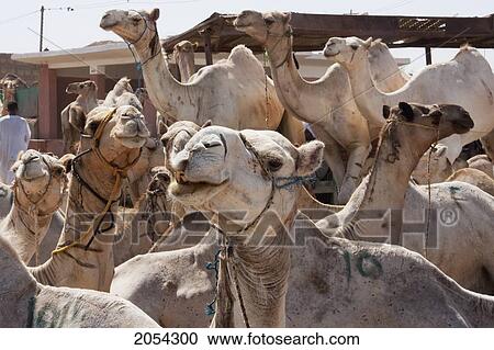 Stock Image - Camels For Sale At The Camel Market, Birqash, Al Jizah, Egypt. Fotosearch