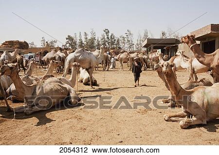 Camels For Sale At The Camel Market, Birqash, Al Jizah, Egypt View Large Photo Image Stock Image - Camels For Sale At The Camel Market, Birqash, Al Jizah, Egypt. Fotosearch