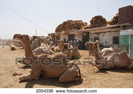 Camels For Sale At The Camel Market, Birqash, Al Jizah, Egypt View Large Photo Image Stock Photograph - Camels For Sale At The Camel Market, Birqash, Al Jizah, Egypt. Fotosearch