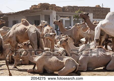 Camels For Sale At The Camel Market, Birqash, Al Jizah, Egypt View Large Photo Image Stock Photography - Camels For Sale At The Camel Market, Birqash, Al Jizah, Egypt. Fotosearch