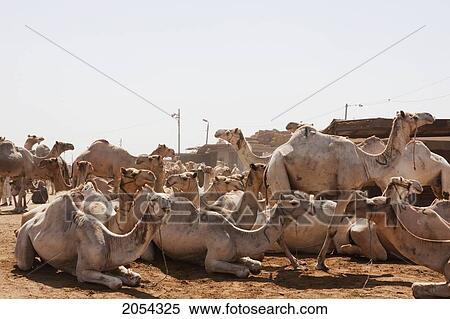 Stock Photography - Camels For Sale At The Camel Market, Birqash, Al Jizah, Egypt. Fotosearch