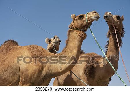 Stock Image - Camels For Sale In Camel Market; Al Ain, Abu Dhabi, United Arab Emirates. Fotosearch