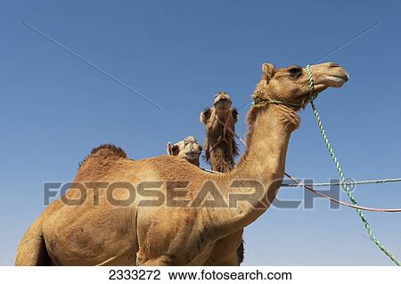 Stock Image - Camels For Sale In Camel Market; Al Ain, Abu Dhabi, United Arab Emirates. Fotosearch