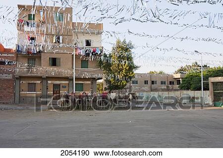 Stock Image - Camels In A Festooned Street, Giza, Al Jizah, Egypt. Fotosearch