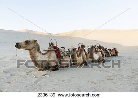 Camels Laying In The Sand In A Row; Jiuquan, Gansu, China View Large Photo Image Stock Photo - Camels Laying In The Sand In A Row; Jiuquan, Gansu, China. Fotosearch