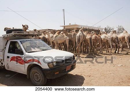 Camels On A Truck At The Camel Market, Birqash, Al Jizah, Egypt View Large Photo Image Stock Image - Camels On A Truck At The Camel Market, Birqash, Al Jizah, Egypt. Fotosearch