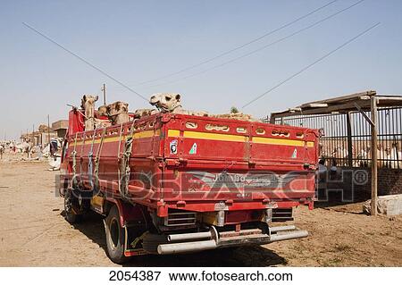Camels On A Truck At The Camel Market, Birqash, Al Jizah, Egypt View Large Photo Image Stock Photo - Camels On A Truck At The Camel Market, Birqash, Al Jizah, Egypt. Fotosearch
