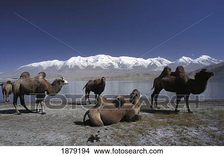 Picture - Camels On Lake Shore, Majestic Mountain Range In Background. Fotosearch