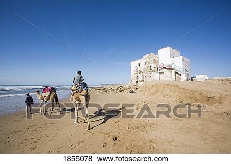 Stock Photo - Camels On The Beach, Sidi Kaouki, Essaouira, Morocco. Fotosearch