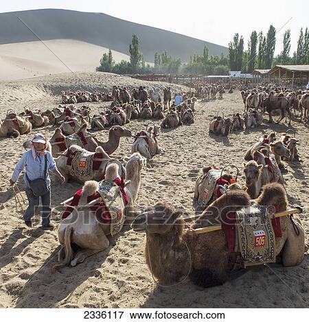 Camels Sitting On The Sand At Singing Sand Mountain; Jiuquan, Gansu, China View Large Photo Image Stock Photo - Camels Sitting On The Sand At Singing Sand Mountain; Jiuquan, Gansu, China. Fotosearch