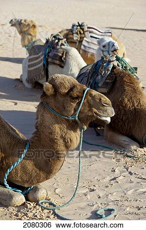 Stock Photograph - Camels Used For Tourist Camel Rides Resting; Zaafrane, Tunisia, North Africa. Fotosearch