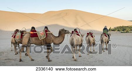 Camels Walking In A Row With Mingsha Mountain In The Background; Jiuquan, Gansu, China View Large Photo Image Stock Image - Camels Walking In A Row With Mingsha Mountain In The Background; Jiuquan, Gansu, China. Fotosearch