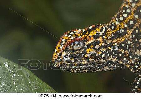 Picture - Campani Chameleon (Furcifer Campani), Marozevo, Toamasina Province, Madagascar. Fotosearch