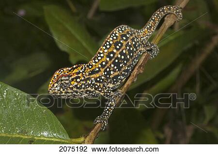 Stock Image - Campani Chameleon (Furcifer Campani), Marozevo, Toamasina Province, Madagascar. Fotosearch