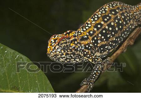 Campani Chameleon (Furcifer Campani), Marozevo, Toamasina Province, Madagascar View Large Photo Image Stock Image - Campani Chameleon (Furcifer Campani), Marozevo, Toamasina Province, Madagascar. Fotosearch